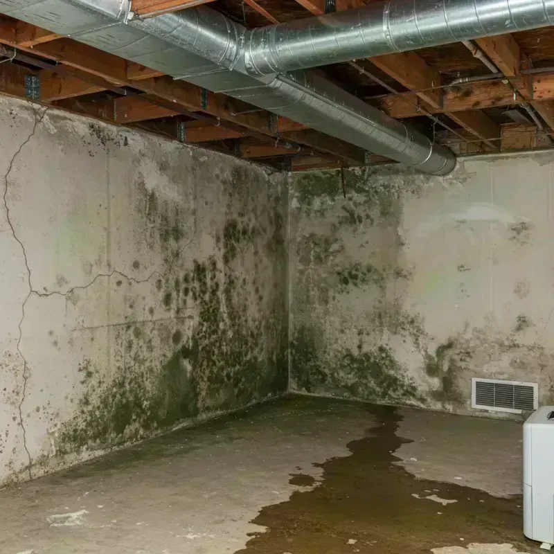 Professional Mold Removal in Owsley County, KY